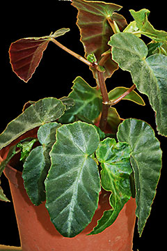 Begonia angularis