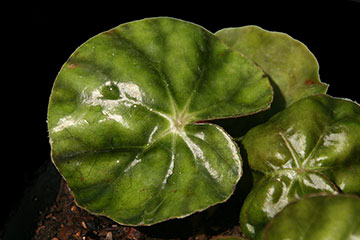 Begonia hydrocotylifolia 