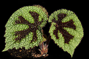 Begonia masoniana 